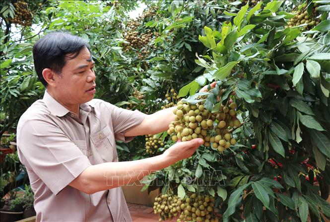 Bộ trưởng Nguyễn Xuân Cường tham quan vườn nhãn trồng theo tiêu chuẩn VietGap tại xã Hồng Nam, TP Hưng Yên, tỉnh Hưng Yên. Ảnh: Đinh Tuấn/TTXVN