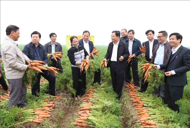 Bộ trưởng Nguyễn Xuân Cường thăm mô hình sản xuất rau tại xã Đức Chính, huyện Cẩm Giàng. Ảnh: Vũ Sinh/TTXVN