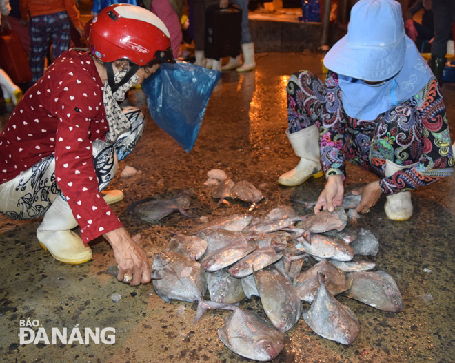 Tiểu thương của các chợ trên địa bàn thành phố mua sỉ cá chim để đưa về bán cho khách hàng.