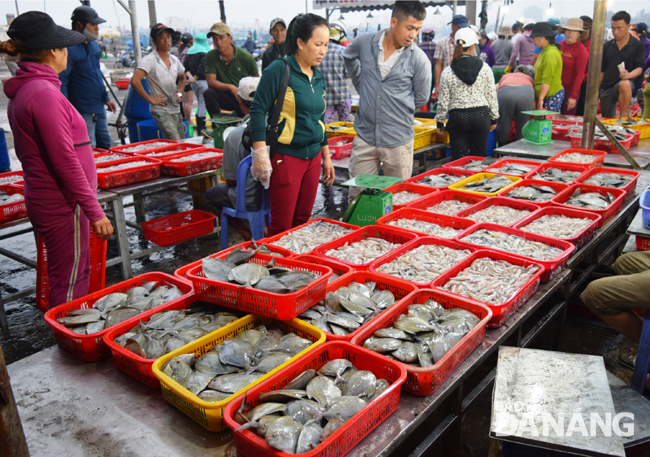 A large number of freshly-caught Trichiurus muticus and squid being on sale at the Tho Quang fishing wharf