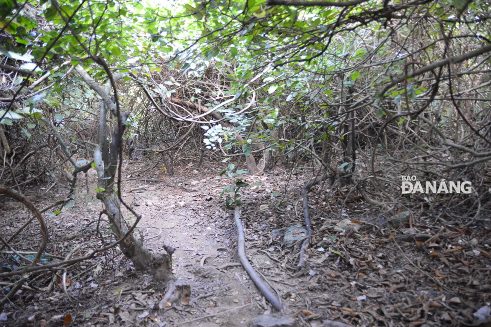 Con đường rừng dẫn xuống Ghềnh Bàng với nhiều đoạn dốc và cây cối chằng chịt, um tùm.