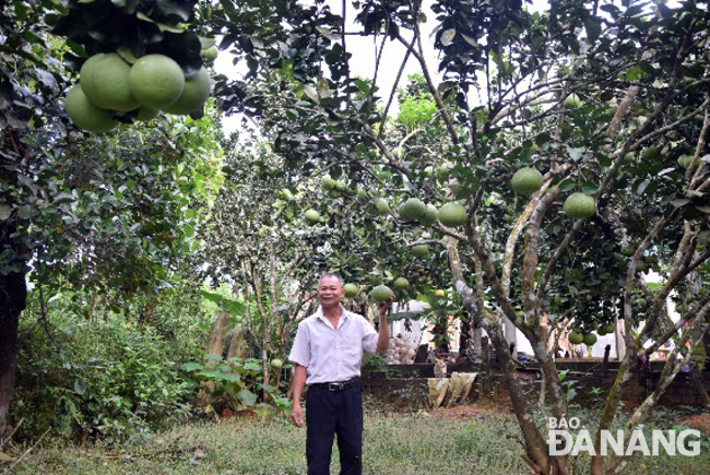 Vườn bưởi của gia đình ông Đặng Văn Nhân (thôn Đông Sơn, xã Hòa Ninh) mỗi năm cho thu nhập hàng trăm triệu đồng.