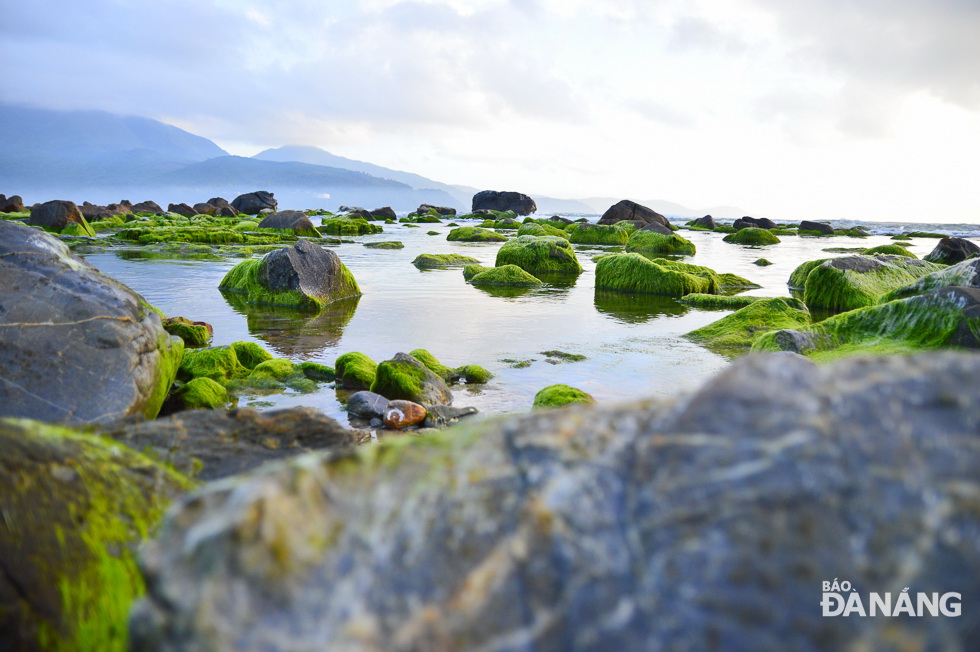 Rocks are covered with the most eye-catching green moss in early morning when the tide falls.