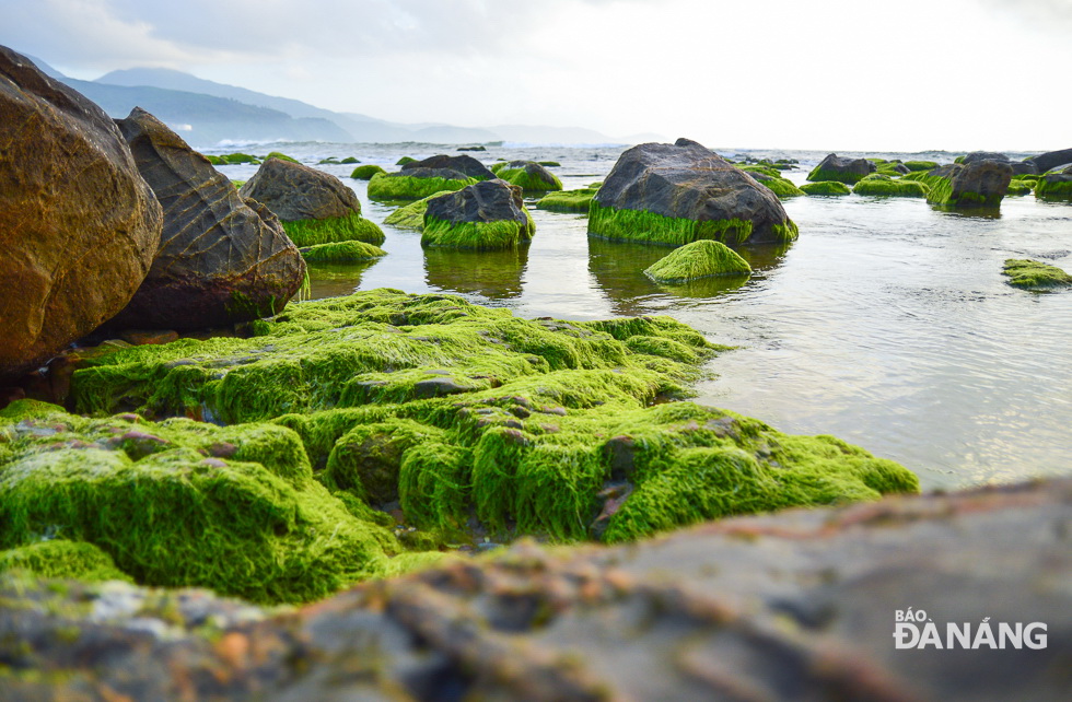  Numerous ribbons of smooth green moss cover a sea space