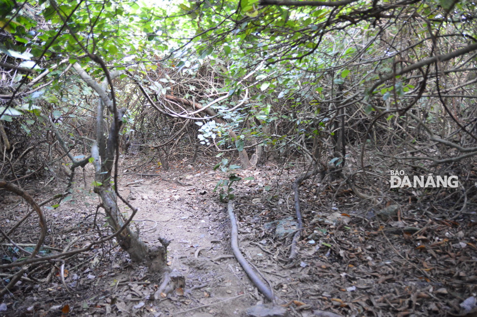 A forest road with high slopes and many luxuriant trees leading to the tourist site.