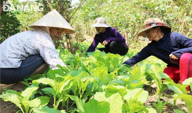 Chị em Chi hội Phụ nữ Thành Vinh 4 đang chăm sóc vườn rau sạch gây quỹ.