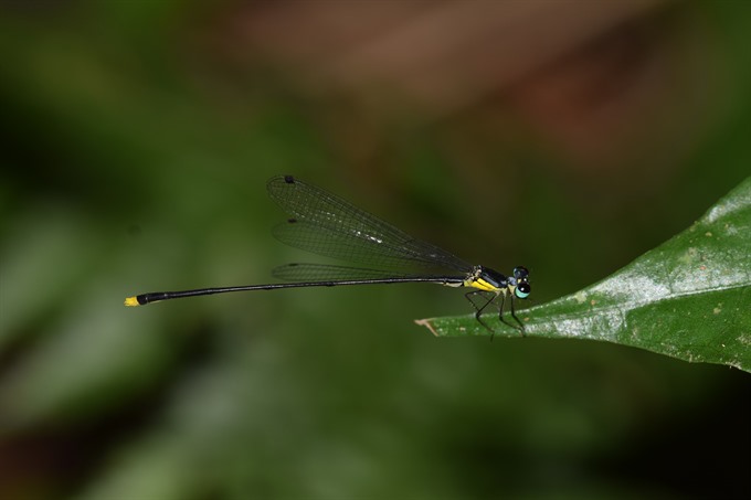 w species of damselfly wass found in central Việt Nam by Dr. Phan Quốc Toản from Đà Nẵng-based Duy Tân University. — Photo courtesy of Phan Quốc Toản Read more at http://vietnamnews.vn/society/505985/new-damselfly-species-found-in-central-viet-nam.html#dWo5t3o1bMSqWDHM.99