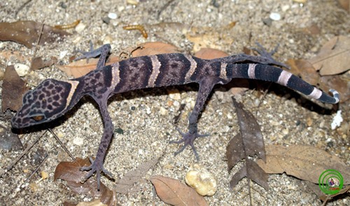 A Hữu Liên gecko, one of the gecko species only found Việt Nam. — Photo Việt Nam Creatures Read more at http://vietnamnews.vn/environment/506063/vn-wants-cites-protection-for-native-species.html#GJMZGwvKOOV2Q2rx.99