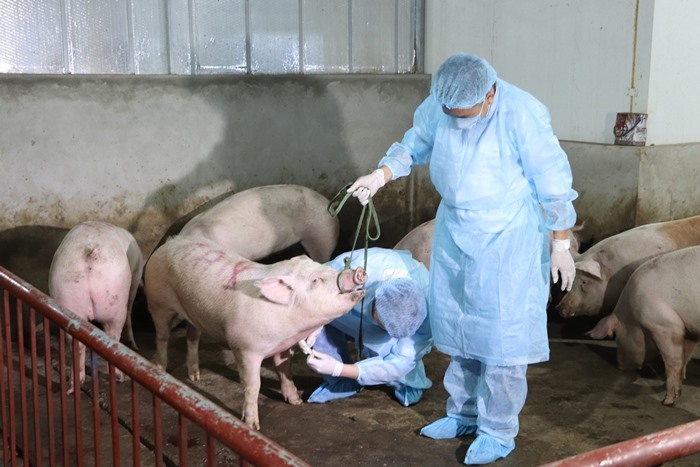 Đà Nẵng chưa phát hiện bị xâm nhiễm dịch tả lợn châu Phi
