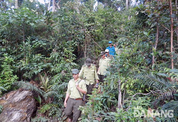 Kiểm tra hoạt động của kiểm lâm và lực lượng bảo vệ rừng