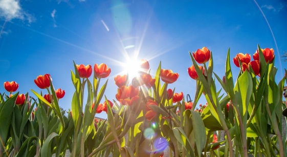 Đẹp kỳ ảo vườn hoa tulip ở xứ sở Cầu Vàng