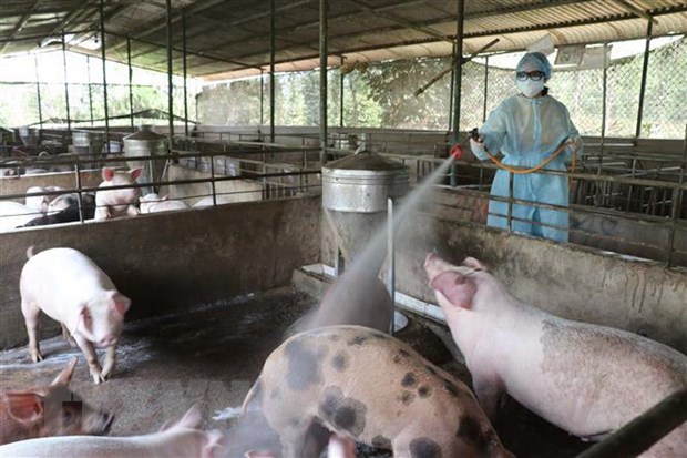 Ngăn chặn tối đa dịch tả lợn châu Phi lây lan