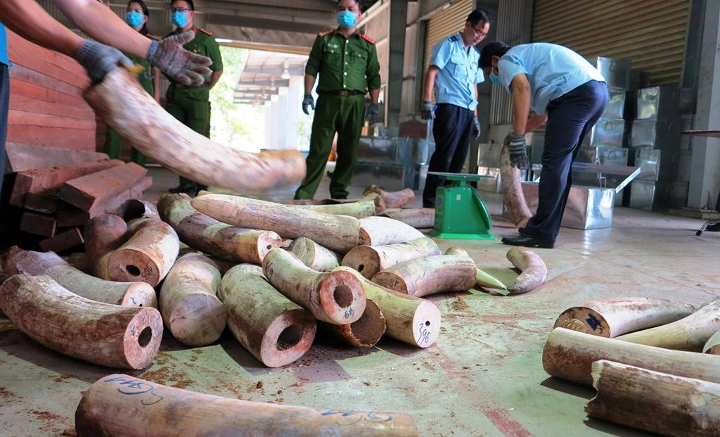 Khẩn trương điều tra mở rộng vụ án vận chuyển trái phép ngà voi từ nước ngoài vào Việt Nam