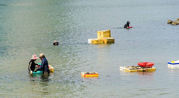 Bop bops usually hide themselves under muddy riverbeds, so divers, especially male ones, must submerge themselves by up to several meters, and use such diving equipment as diving glasses and diving oxygen bottles.