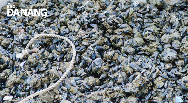 Gần giống như ngao và chíp chíp, bợp bợp sống bám vào bùn, đá ven cửa sông Hàn. Mặc dù không có giá trị sử dụng cho người, nhưng bợp bợp được xay ra để trộn làm thức ăn nuôi tôm, cá rất có giá trị.