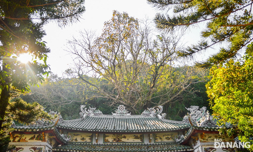 A 600-year-old ‘Sop’ tree is located on the east side of the Thuy Son mount, just behind the Linh Ung Pagoda.