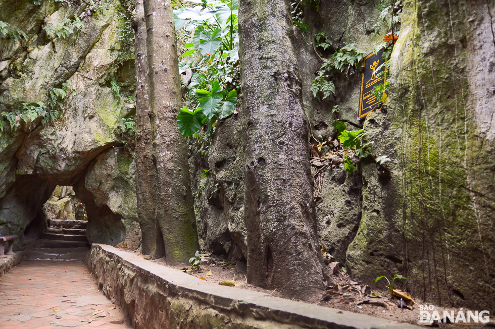 The 3 locust trees with large diameters are located along a footpath leading to the mysterious Tang Chon Cave.