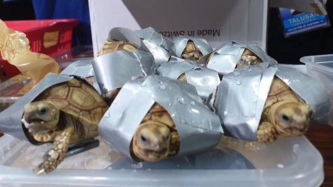 The reptiles, found in abandoned luggage, had been individually wrapped in tape. (Photo: Bureau of Customs NAIA/Facebook)