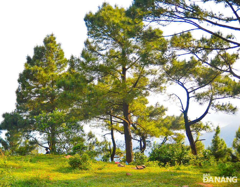 A row of green pine trees on the top of Hai Van Gate