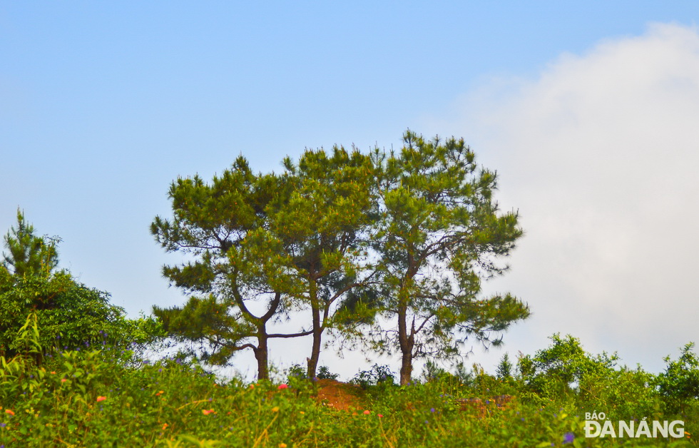 Three pine trees growing near the top of the Hai Van Gate.