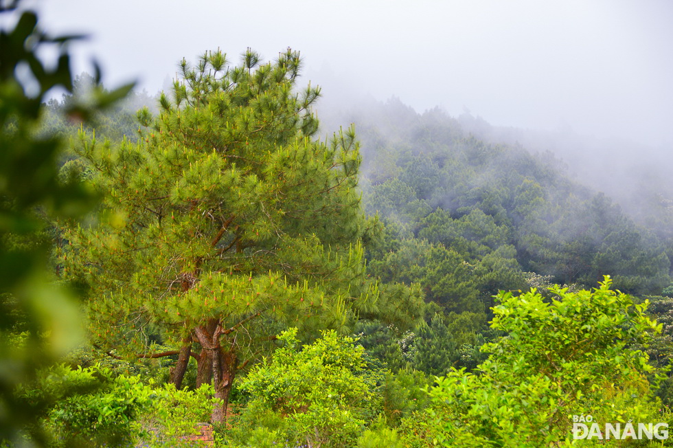 Perennial pine trees are still thriving.