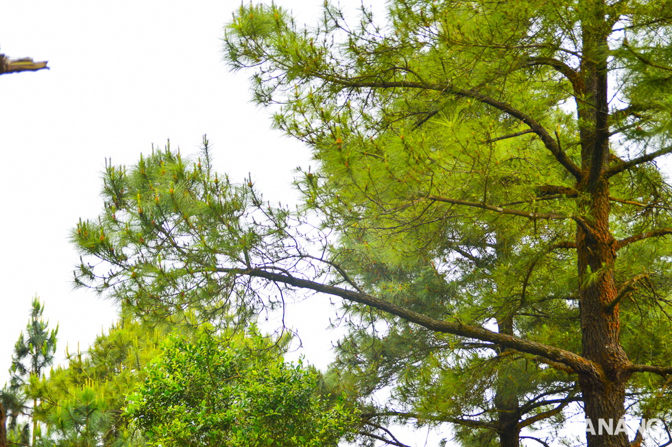 Many large old pine trees providing thick canopies of shade 