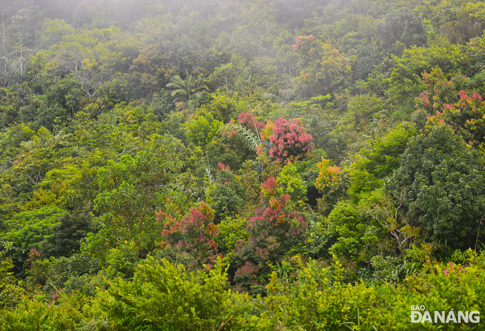 Leaves of trees turning their colours were seen from the top of the Hai Van Gate 