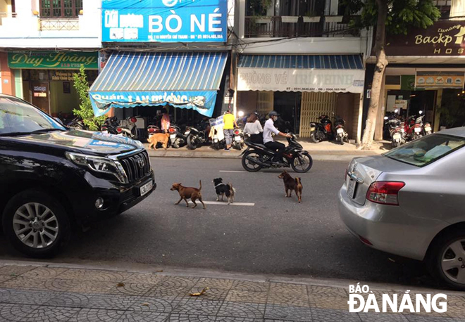 Nhiều chú chó vô tư chạy nhảy trên đường Nguyễn Chí Thanh, gây nguy hiểm cho người đi đường.