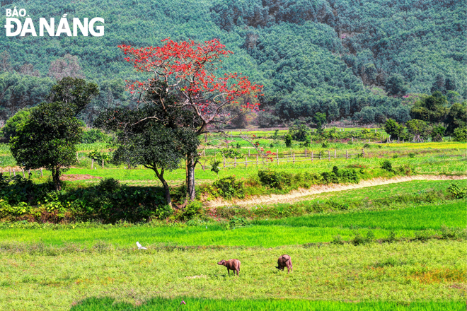 Bombax ceiba trees which are reminders of prosperity and tranquility become the landmarks of the rice paddy fields