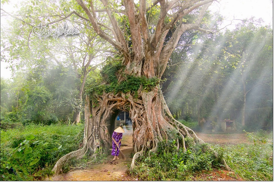 A village banyan tree