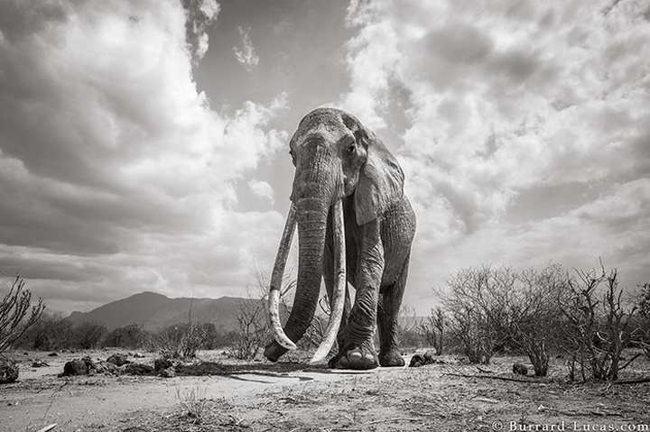 Suốt hơn 60 năm qua, con voi có tên gọi kỳ lạ F_MU1 với chiếc ngà khổng lồ dài chạm đất đã lang thang trên khắp vùng đồng bằng ở Tsavo, Kenya.