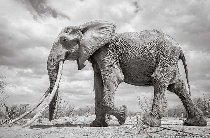 F_MU1 là một trong những con voi cuối cùng của giống voi siêu ngà – một đặc tính di truyền giúp nó có được chiếc ngà dài và to.