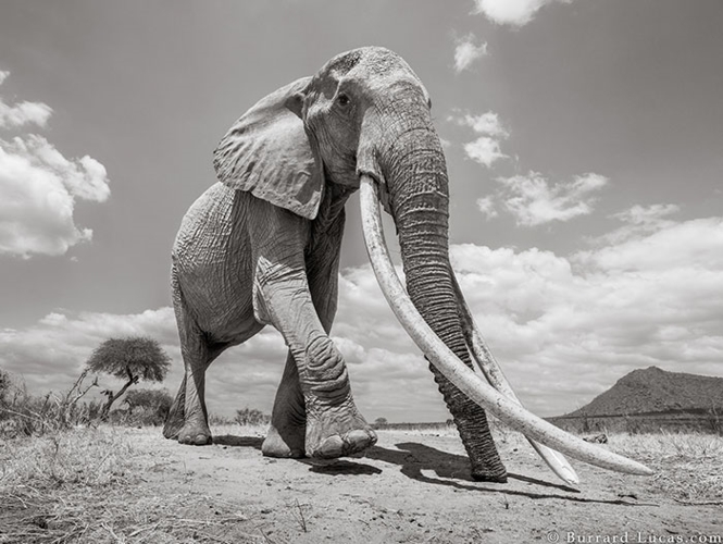 Hiện nay trên khắp châu Phi chỉ còn lại 30 con voi siêu ngà.