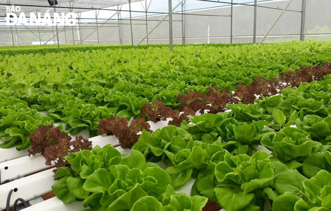 A view of a hi-tech vegetable growing area in Hoa Ninh Commune, Hoa Vang District