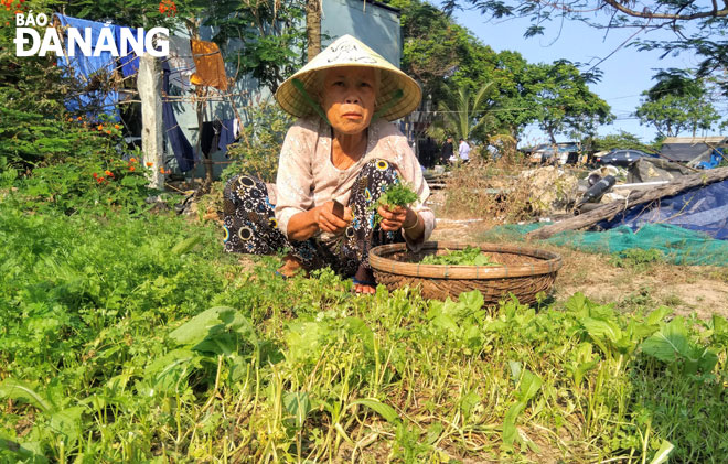 Người dân Phước Trường vẫn cần mẫn làm nông ở những mảnh đất chưa được xây dựng. Trong ảnh: Bà Lê Thị Sau làm rau trước đình làng Phước Trường. 