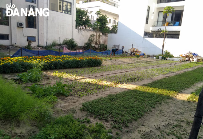 Những lô đất trống được tận dụng để trồng rau và hoa bên cạnh những tòa nhà cao tầng. 