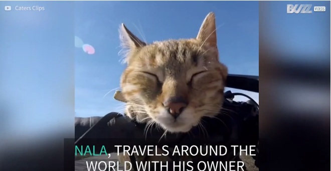 Chú mèo cùng anh thợ hàn đi du lịch khắp thế giới bằng xe đạp