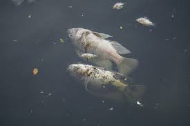 3 tạ cá chết do thiếu ôxy ở sông Phú Lộc