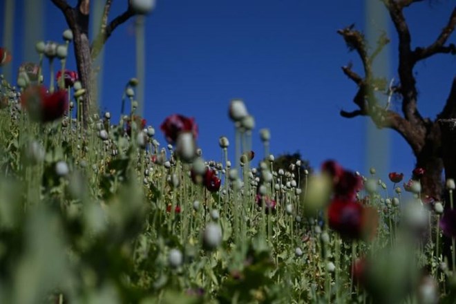 A poppy hill (Photo: AFP)