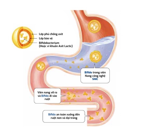 Công nghệ SMC giúp đưa tỉ lệ sống lợi khuẩn sống Bifido xuống đại tràng rất cao