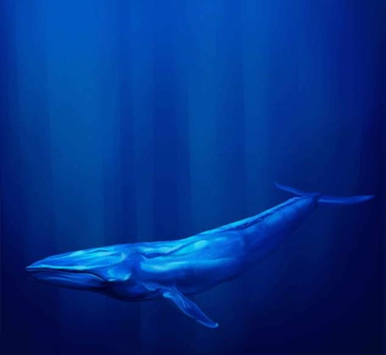 Trong khi hầu hết các chú cá voi đều giao tiếp với nhau với tần số từ 10 - 39 Hz thì tiếng kêu của 
