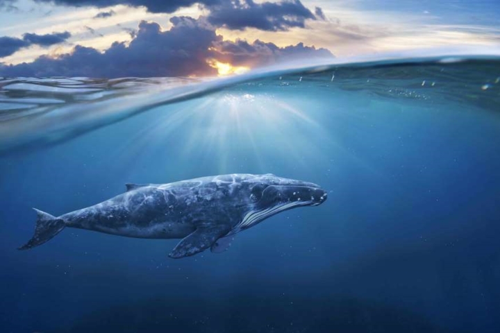 Lang thang khắp đại dương rộng lớn nhưng không có bất kỳ người bạn nào, chú cá voi được phát hiện vào những năm 1980 này có lẽ là một trong những sinh vật cô đơn nhất hành tinh.