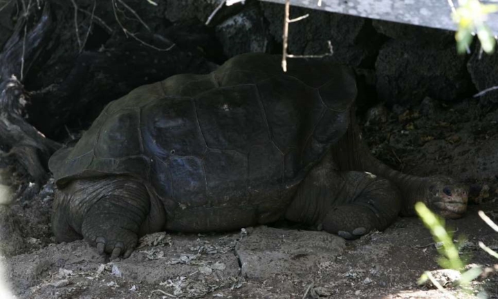 Phát hiện về chú rùa George năm 1972 là một điều kỳ diệu khi loài rùa này được cho là đã tuyệt chủng. Chú rùa 60 tuổi này sau đó đã được chuyển tới một sở thú sau khi người ta tìm ra nó.