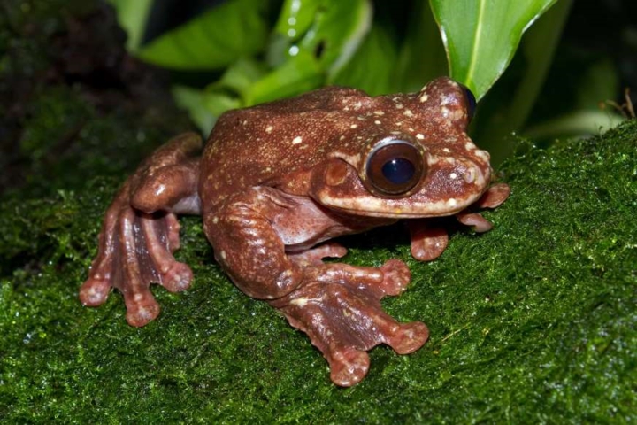 Toughie là cá thể ếch cuối cùng của loài Rabbs - loài động vật trước đây thường sống trong các khu rừng nhiệt đới ở Panama.
