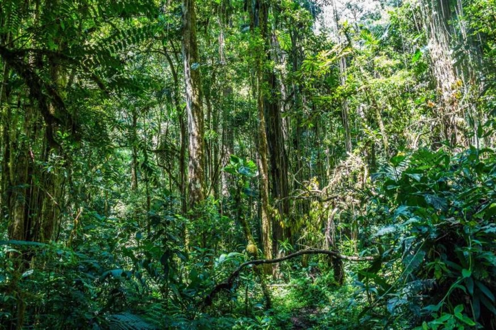 Toughie đã được đưa tới sống ở một nơi nuôi nhốt riêng để bảo vệ nó khỏi những kẻ săn mồi nhưng cuộc sống bị giam cầm rõ ràng không thể thoải mái bằng cuộc sống tự nhiên trong những khu rừng nhiệt đới.