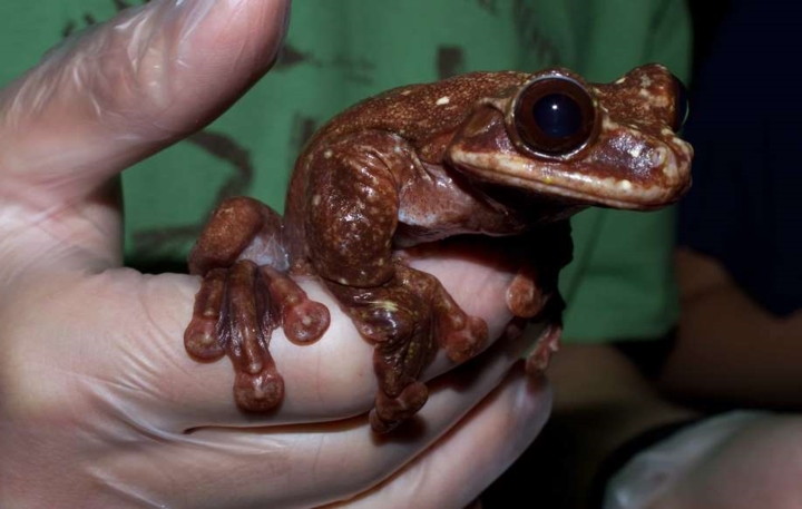 Những con ếch chỉ giao phối cùng loài trong khi con ếch cái cuối cùng thuộc loài Rabbs đã chết nên chú ếch Toughie đã sống cô đơn trong suốt 7 năm.