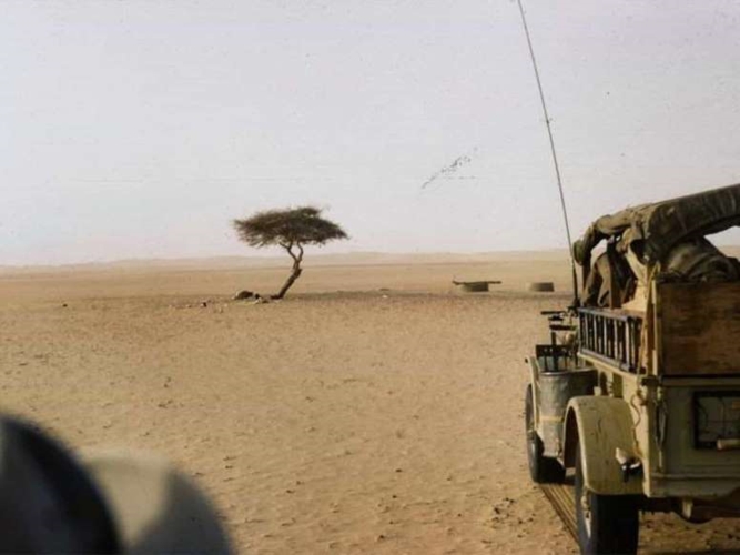 Cây Ténéré ở Sahara là cái cây duy nhất trên quãng đường sa mạc dài 400 km và nó đã đứng trơ trọi ở đó trong hàng thập kỷ.