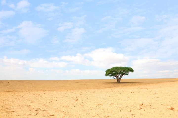 Cây Ténéré đứng giữa sa mạc như một biểu tượng của sự cô đơn nhưng cũng đồng thời tượng trưng cho sức sống mãnh liệt của loài thực vật này.