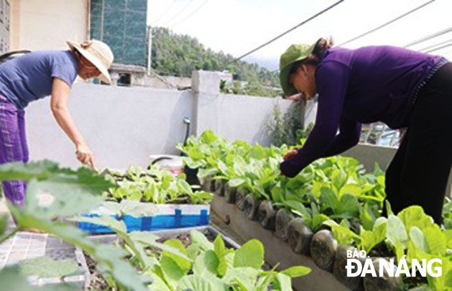 Mô hình trồng rau sạch tại khu dân cư của Chi hội Phụ nữ Thành Vinh 4.
