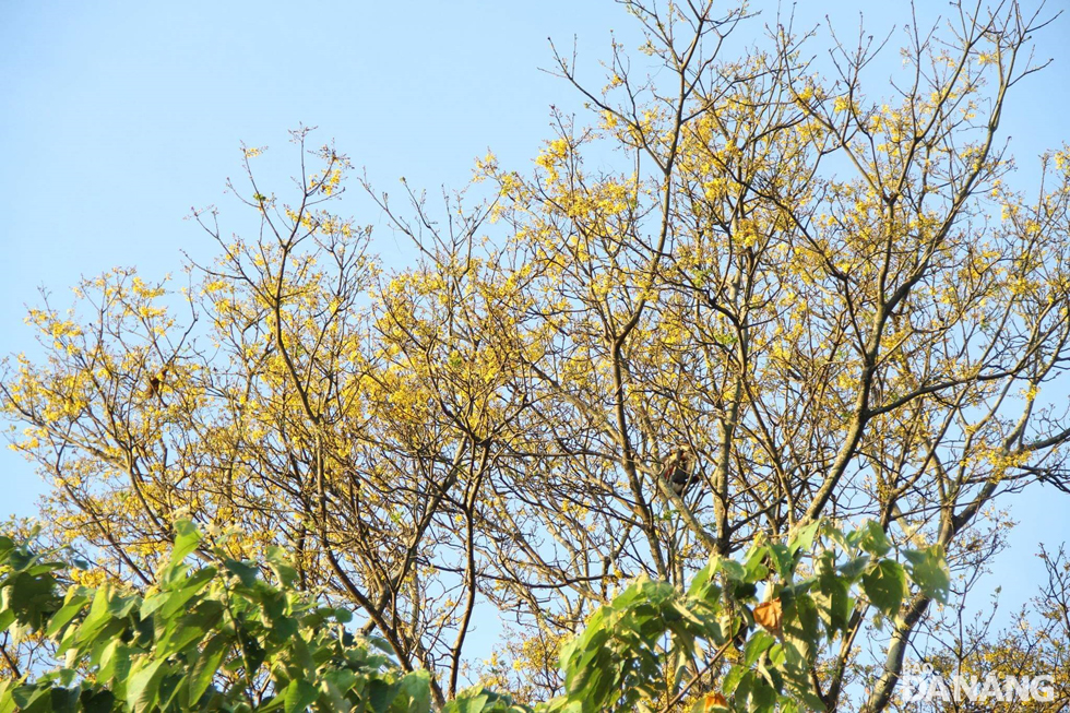 The deciduous trees growing up to 10m tall, in the forest near the Tien Sa cape